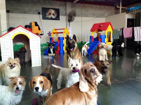 Doggie daycare center - The short answer: it depends. To help you decide, we’ll cover: Whether your dog really needs daycare. The pros and cons of doggy daycare. The benefits of doggy daycare for puppies, adult …